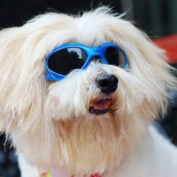 LOOYUAN Pet Dog Sunglasses
