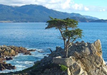 Lone Cypress in Monterey