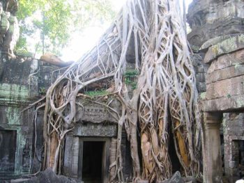 Banyan Tree: Sri Maha Bodhi Tree
