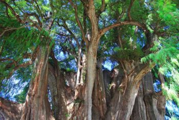 Montezuma Cypress: The Tule Tree
