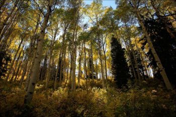 Quaking Aspen: Pando (The Trembling Giant)