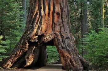 Coast Redwood: Hyperion and Drive-Thru Trees