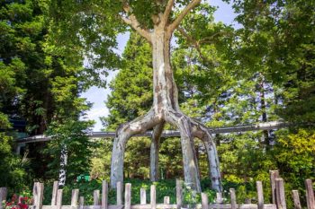 Circus Trees