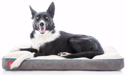 . Orthopedic Memory Foam Dog Bed